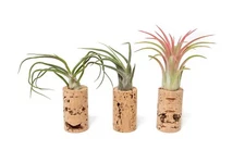 Wine Cork Magnet Air Plant Holder with Assorted Tillandsia Ionantha - Home Decor