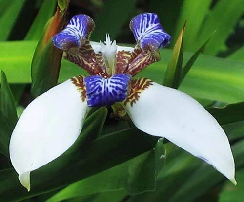 New Exotic Iris Seeds Black Red Yellow Blue Purple White Rare Garden Flower Seed - Picture 22 of 31