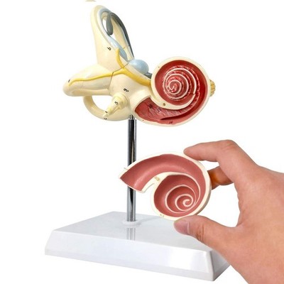Inner Ear Model Labyrinth Model 2 Part 8X Cochlea Semicircular Canal & Vestib...