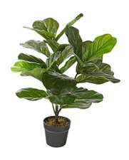 Naturae Decor Fiddle Leaf Plant - Lifelike Artificial Indoor House 27’’ Indoor