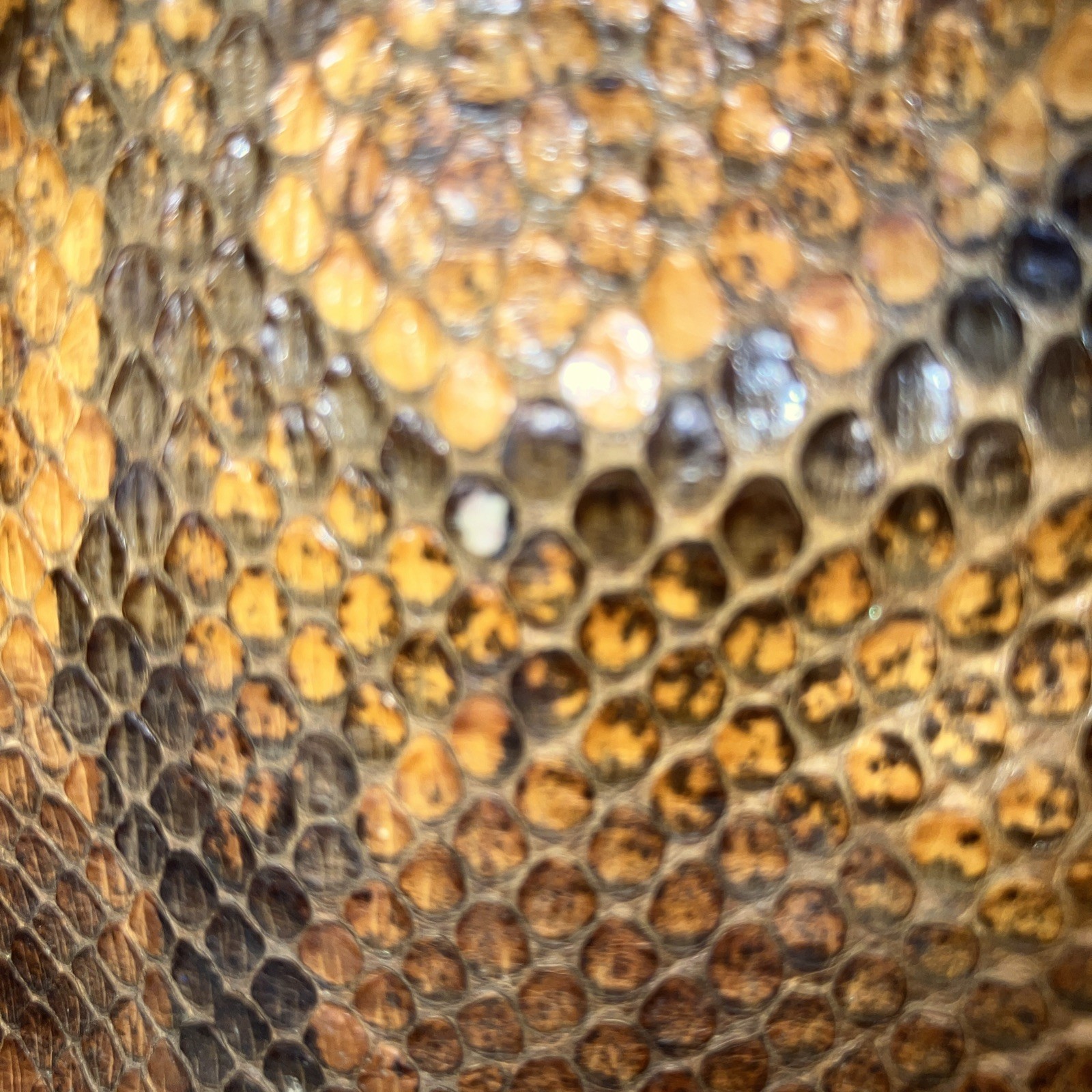 Genuine Python Snakeskin Baseball Cap With Sewn I… - image 2