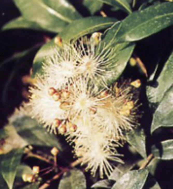 Brush Cherry Bonsai Tree Flowering Live Seven Tree Forest Group 8-9" Tall Indoor - Image 2 of 3
