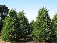 Balsam Fir, Abies balsamea, Tree Seeds (Fragrant Hardy Evergreen, Bonsai)