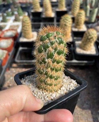 1pc 9-10cm Crested Colorful Echinopsis  Opuntia columnar columnar