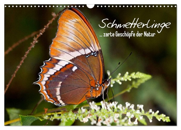 Calendar 2027 · US Version · Butterflies - Delicate Creatures Of Nature (Wall Ca-image