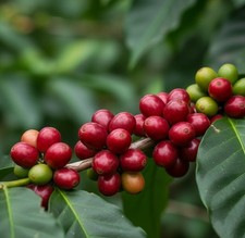 Sigararutang Coffee Seedss Coffea sp. Coffee Bean for Planting