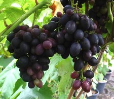 Weinrebe Kyoho großfruchtige Tafeltraube