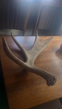 Authentic 100% Real Vermont Moose Antler ,Good Condition RARE Find 10#+-