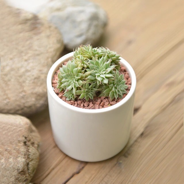 air plant wall Geometric faceted wall mounted air plant holder