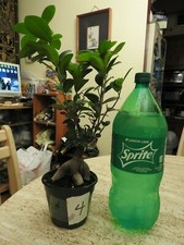 Gingseng ficus for pre-bonsai stock 4 