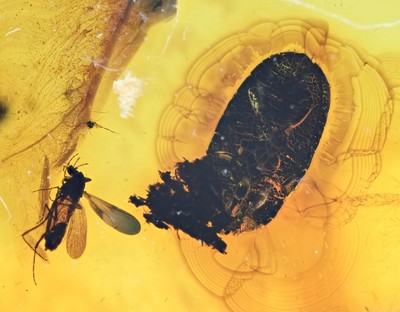 Beetle with Nematocera, Fossil insect inclusion in Baltic Amber