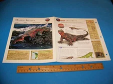 Marine Iguana Photo / Information Page Wildlife Explorer 1998