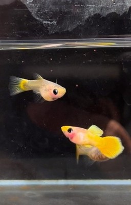 Yellow Short Glass Belly Guppy