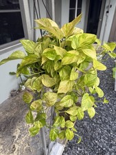 Fire Pothos 3 Cuttings - Highly Variegated Rare Pothos - Stable Mutation