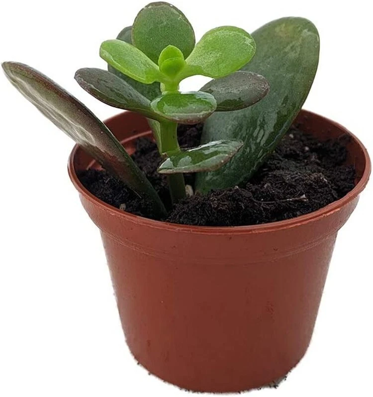 Ovata Jade Dwarf Minor Succulent Crassula Easy To Grow House Live Plant 2.5" Pot - Image 2 of 2