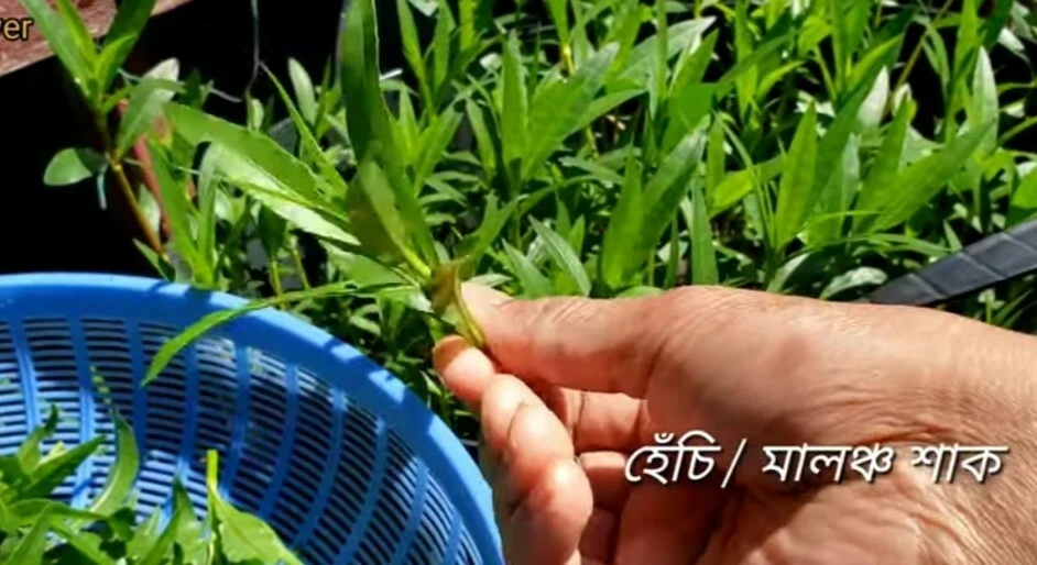 Hechi Shak Root - 5 pcs, $10 - Image 3 of 4