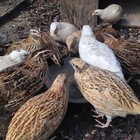 40 Mixed Bag Of Pheasant And Quail Hatching Eggs — photo 3