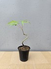 Beautiful Japanese Maple For Mame Or Shohin Bonsai — photo 4