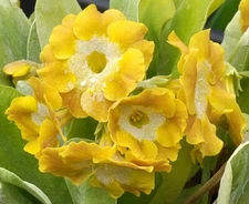 Primula auricula 'Grower's Choice' Collector's Primrose Collection - 6 Plants