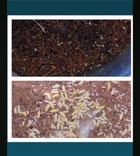  feeder Insects   YELLOW ALBINO springtail  please read description 