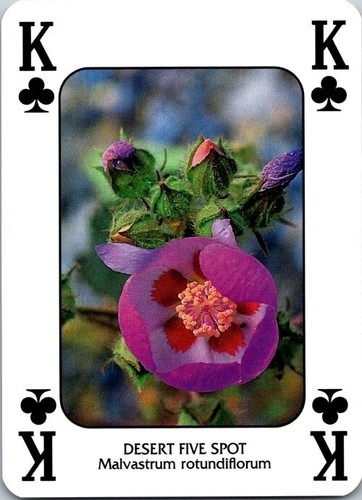 Discover WILDFLOWERS🌼 pack fresh singles (you pick) Cartamundi free ship - Picture 28 of 54