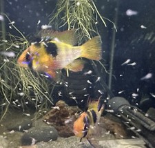 6 German Blue Rams Cichlids US Bred NOT IMPORTED