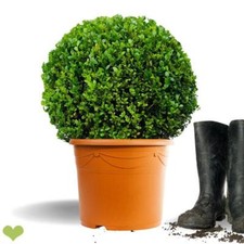 Buchsbaum Kugel  "Faulkner" | Ø35-40cm | Getopft | ±6Jahre alt