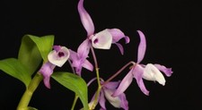 Rare Dendrobium tortile orchid plant FS , mounted