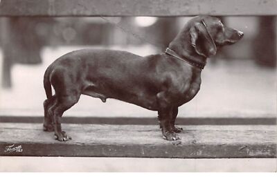 Tiere - Nr. 63676 - Hund - Dackel