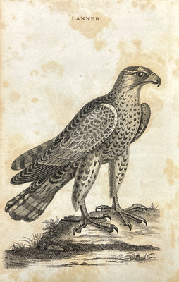 Antique Bird Engraving 1776 Zoological Illustration Plate Lanner Falcon