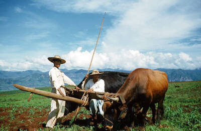 Two Mexican farmers pose fields their ox plow Mexico 1952 Old Photo