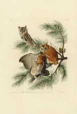 No. 97 Little Screech Owl Audubon Print Repro Havell Edit. Double Elephant Folio