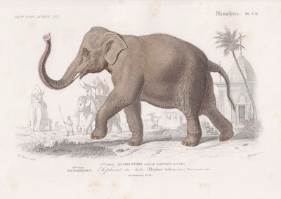 Elephas indicus Elefant elephant India Indien engraving Orbigny Stahlstich 1861