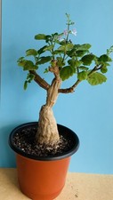 Plectranthus ernstii - Bonsaï menthe