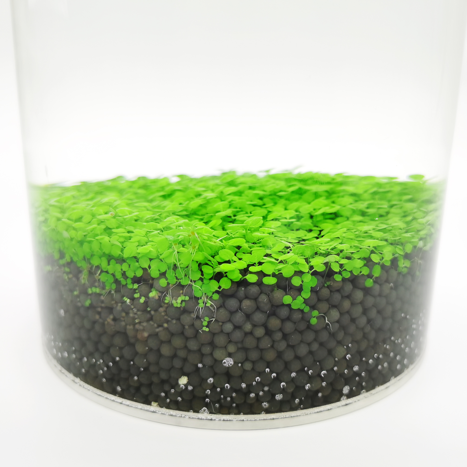 Eco-Container Sealable Acrylic Clear Aquarrium Terrarium Fish Tank ...