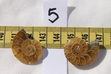 Fossilized Snail Ammonites Natural Specimen  25x18x6mm/ #5-2pc