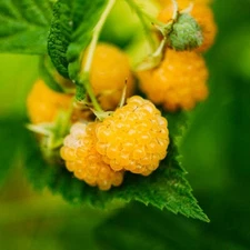1 GOLDEN RASPBERRY Live Perennial Fruit Plant / 1+ Year Old  SHIPS Within 3 Days