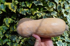 25 graines COURGE marron (BIO) légumes( 2024 jardin non traité