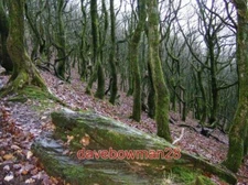 PHOTO  COED DERI NEWYDD WHININ THE WOODLAND OF COED DERI NEWYDD ARE THESE OLD MO