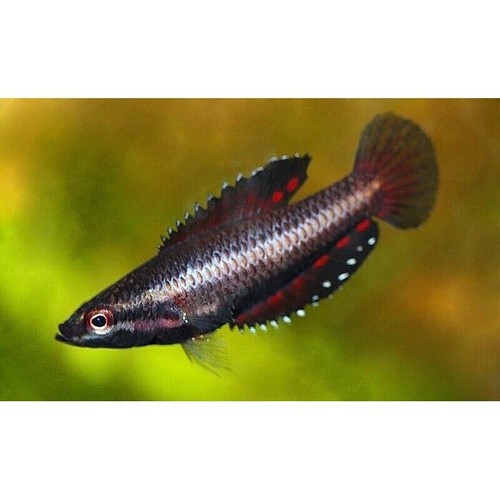 Pair of Parosphromenus Parvulus Male & Female Licorice Gourami