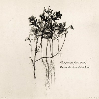 Stunning, Big Folio Engraving by N. Robert, Herbier du Roy: CAMPANULA FLORE