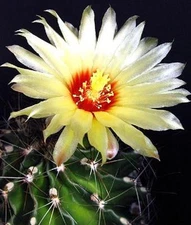 HAMATOCACTUS SETISPINUS, exotic flowering barrel cacti rare cactus seed 25 SEEDS