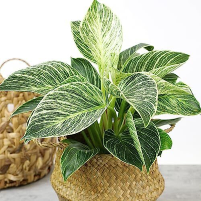 monstera plants in water Buy house plants now Monstera in Bulb glass - Hydrophonics main image 1