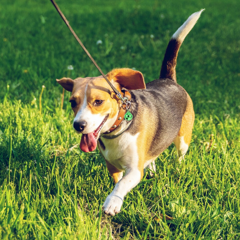 24 Pcs Pet Bell Decoration Pet Necklace Decoration Charm Pet Pendant