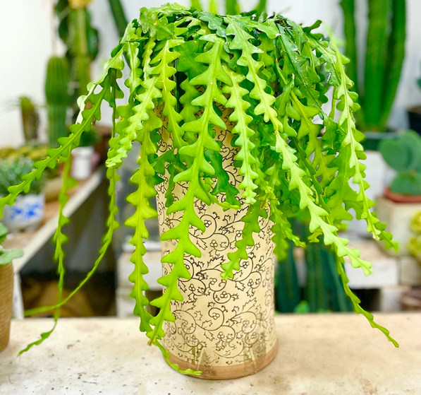 10PCS Raresucculent Ric rac Cactus/Fishbone cactus 10-15CM