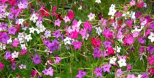 EXOTIC NICOTIANA ALATA @J@ mixed color flowering garden plant rare seed 20 seeds