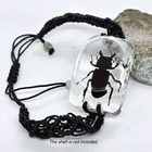 Stag Beetle Insect Bracelet in Resin Specimen Collection