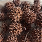 55 Sweet Gum Tree (Liquidambar) Spiked Ball Pods For Dried Crafts, Wreaths Etc. — photo 4