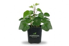 Green English Ivy - 1 Live Plant in a 3 Inch Pot - Easy Care Trailing Vine