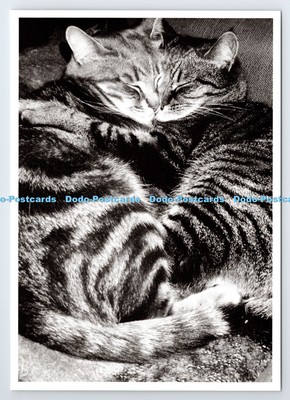 D337286 Verschmolzene Katzen. P.E. Berglund. Nouvelles Bilder